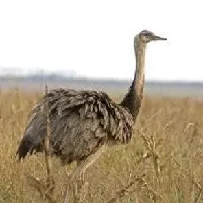 Greater Rhea