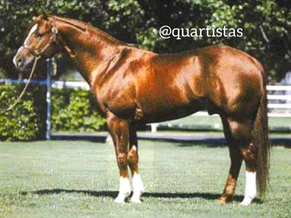 Grays Starlight