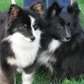 Poshies (Designer Dog)