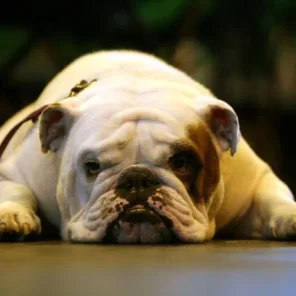 The Twelve Most Difficult Dogs To Train