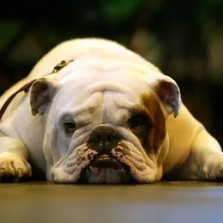 Difficult dogs to train