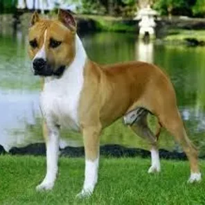 American Staffordshire Terrier