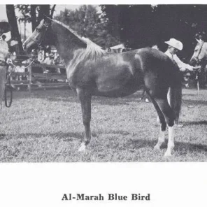 Al-Marah Blue Bird