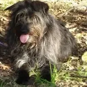 Schipese (Designer Dog)