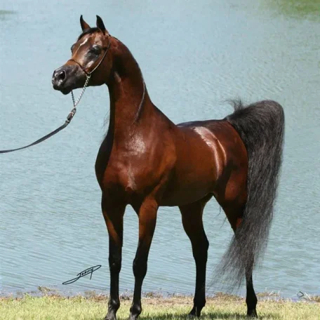 Legacy of Fame US National Champion out of Legacy of Gold US National Champion. Out of Fames Elegance C daughter of US National Champion Fame VF+.
