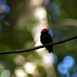 Red-capped