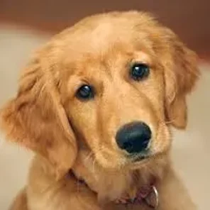 Golden Retriever - #3 Favorite Breed