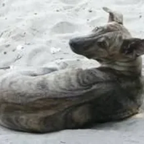 Phu Quoc ridgeback