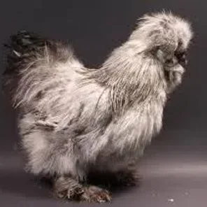 Bearded Gray Silkie Bantam