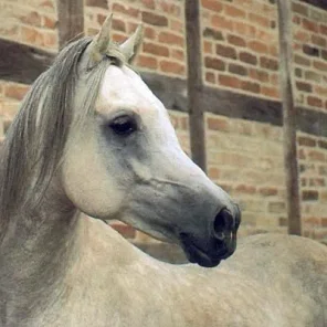 MACHMUT