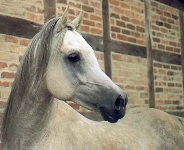 MACHMUT
