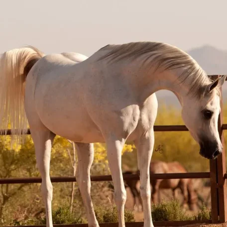 This white beauty is one of my most favorite Versace daughters!
IVORY LAVITA E BELLA ( VERSACE x IVORY KOMETA )