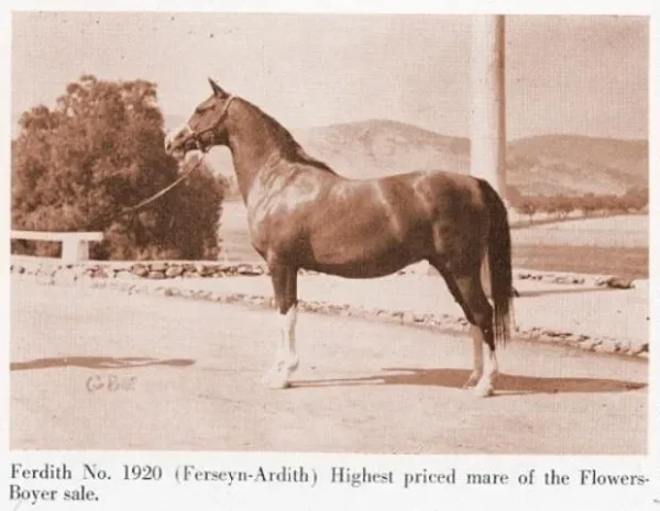 Ferdith