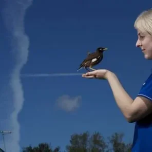 Mynahs as Pet Birds