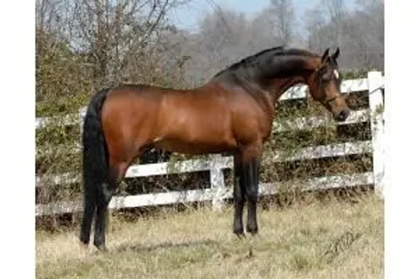 DESPERADOS GETAWAY, straight egyptian stallion...deceased 2007.