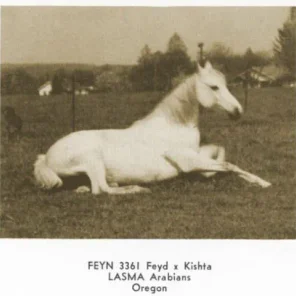 Feyn