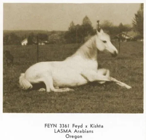 Feyn