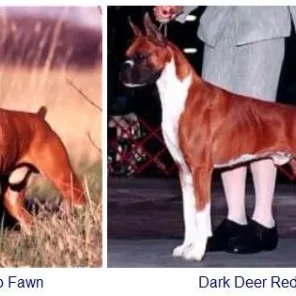 BOXER COLOURS AND MARKINGS
