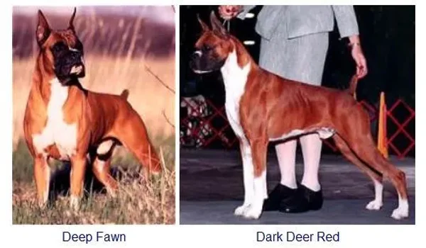 Colors and Markings on the Boxer Breed