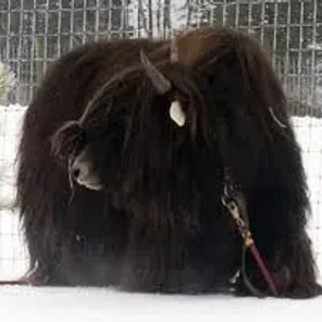 Wooly