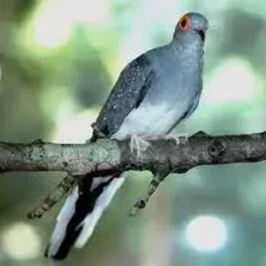 Diamond Dove