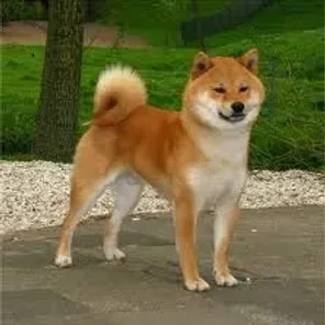 Shiba Inu