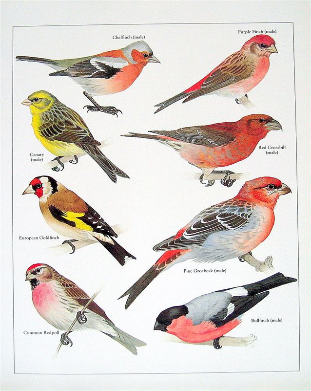 Small Pet Bird Supplies Checklist