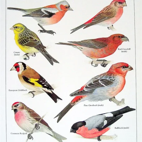 Small Pet Bird Supplies Checklist