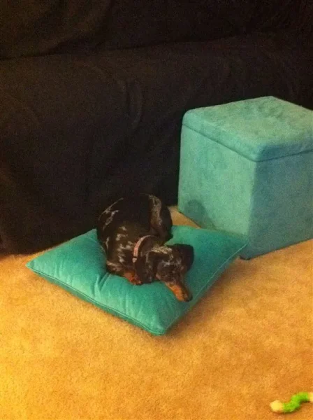 Roxy