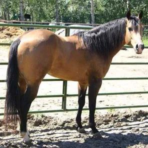 Bucolena Chex