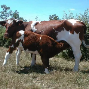 Maine Anjou