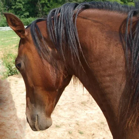Mud stretching while getting scratched.