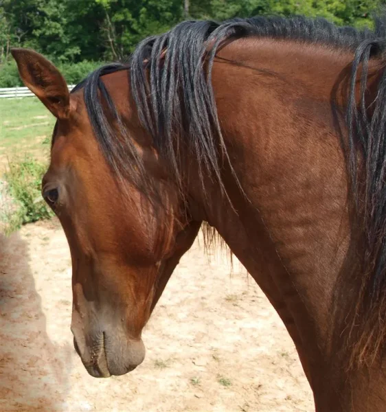 Mud stretching while getting scratched.