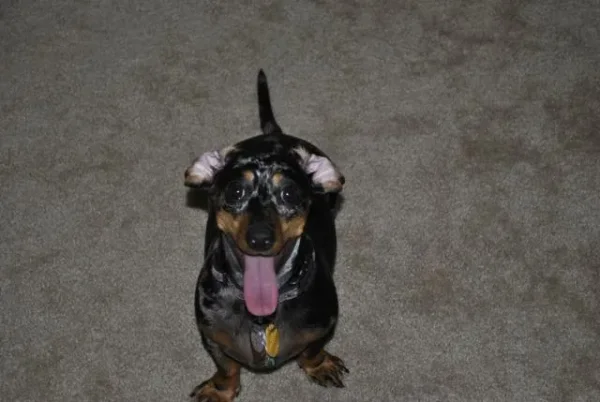 Roxy