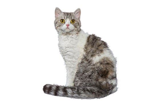Calmest Cat Breeds