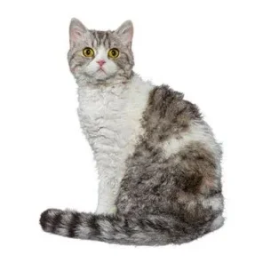 Calmest Cat Breeds