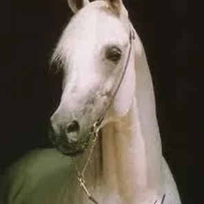 IBN SHAKER I