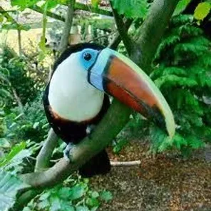 Red-billed Toucan