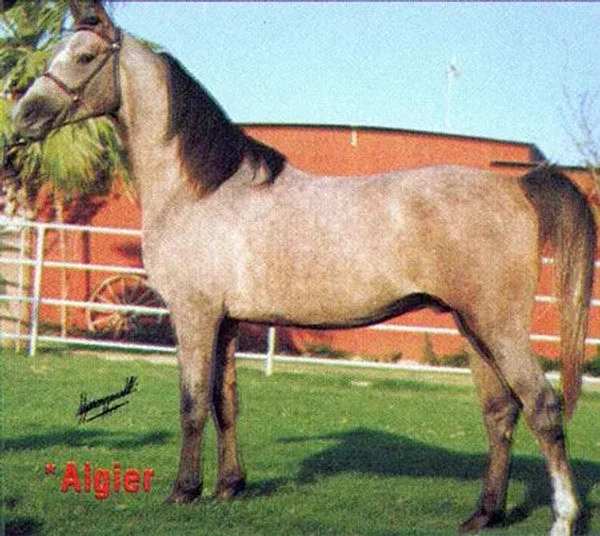 *ALGIER