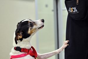Furry Friends Need Fun, Too: How to Keep Your Pet Happy and Active