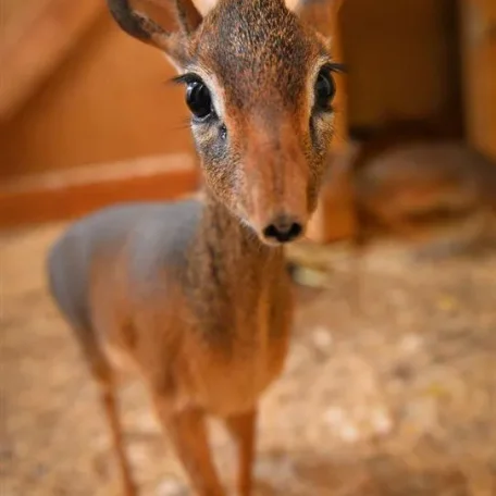 Keepers Raise Tiny Dik Dik at Pueblo Zoo