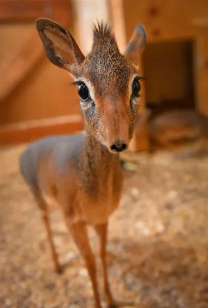 Keepers Raise Tiny Dik Dik at Pueblo Zoo