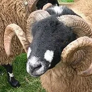 Dalesbred
