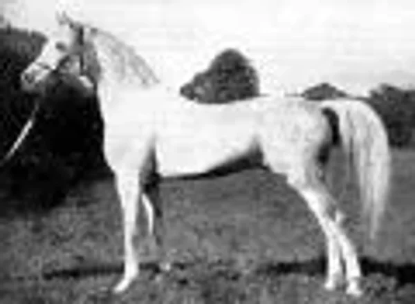 Naseem