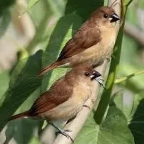 Scaly Brested Munia