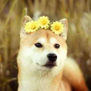 National Poll for Top 15 Most Popular Dogs
