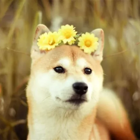 Friends of ours back in Raleigh had a Shiba Inu…and I must admit not only was she a very sweet dog but also absolutely beautiful to look at!