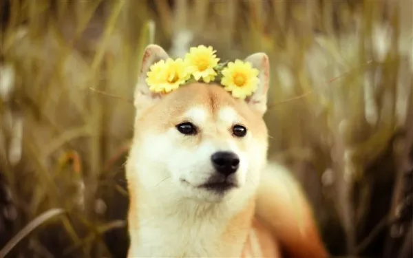 Friends of ours back in Raleigh had a Shiba Inu…and I must admit not only was she a very sweet dog but also absolutely beautiful to look at!
