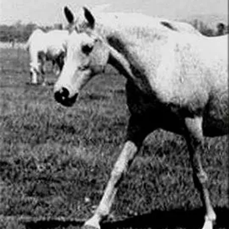 Masyra