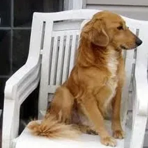 Beago (Designer Dog)
